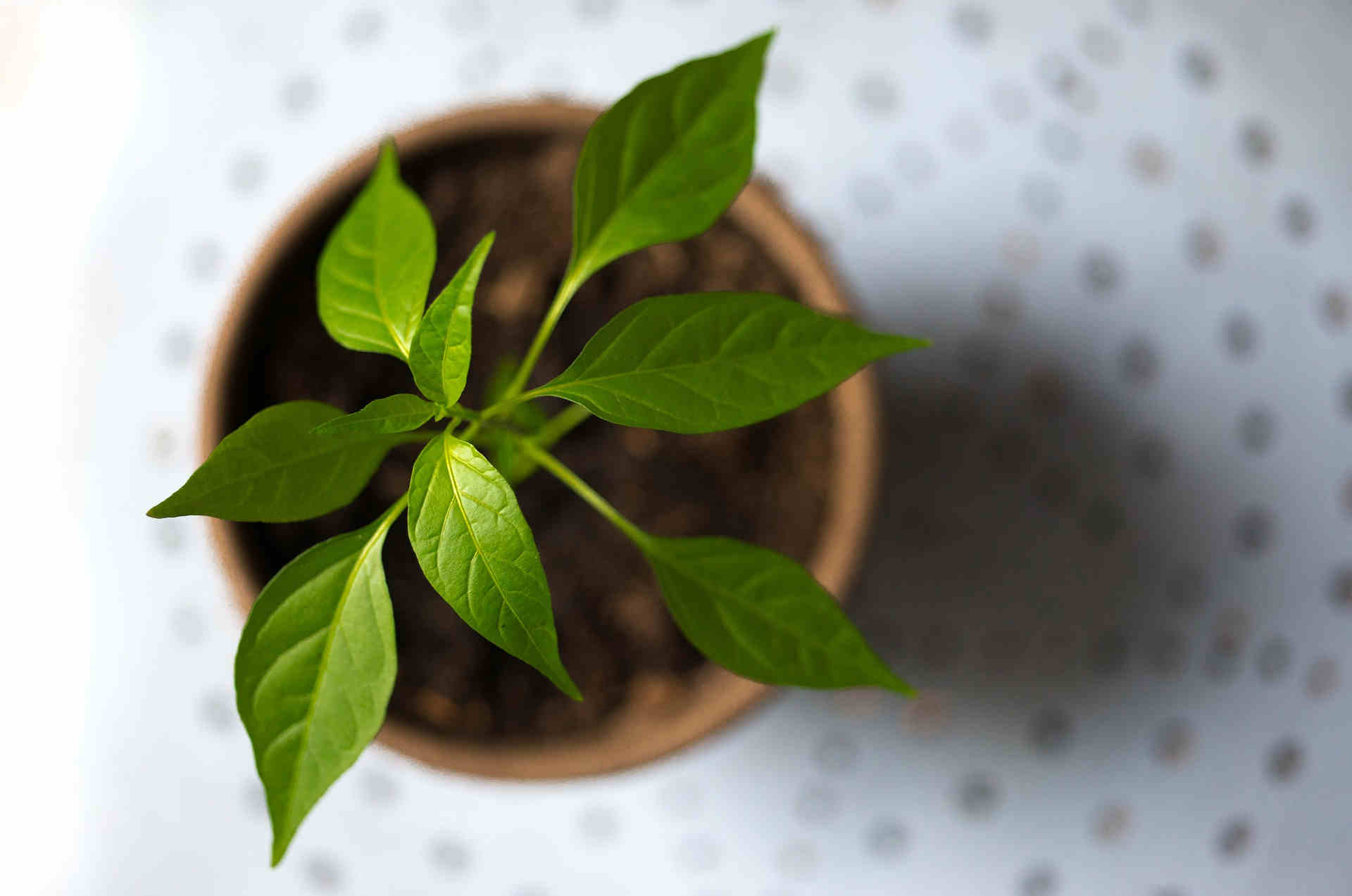 growing-plant-from-above.jpg